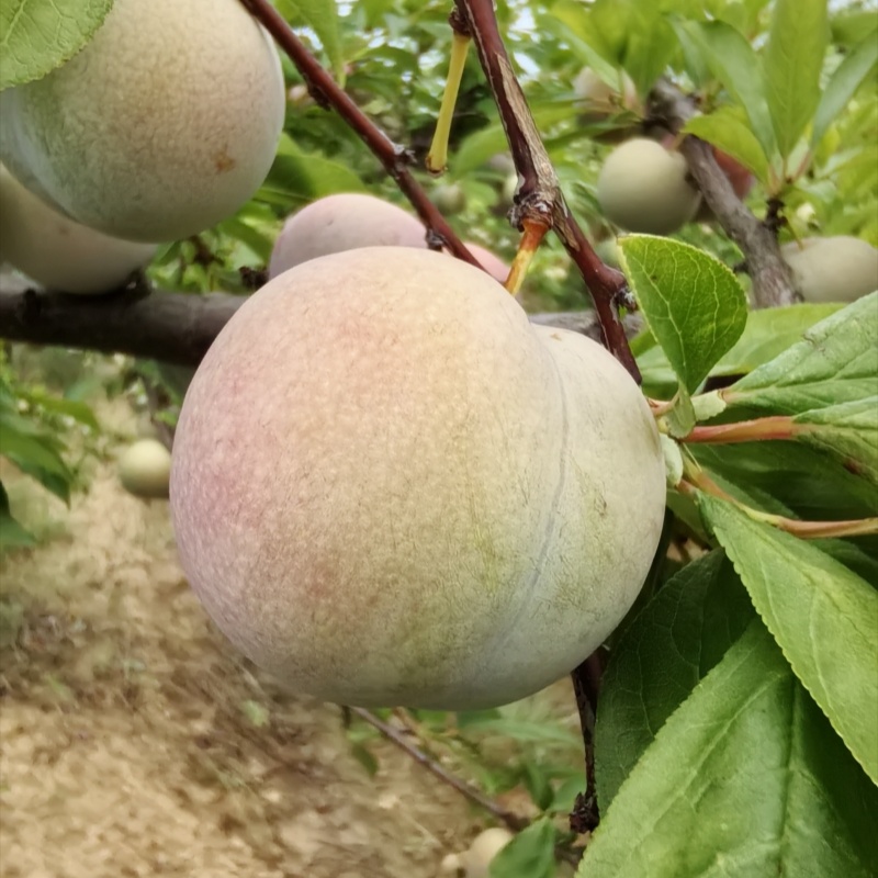 恐龙蛋李子 风味玫瑰 美国杏李